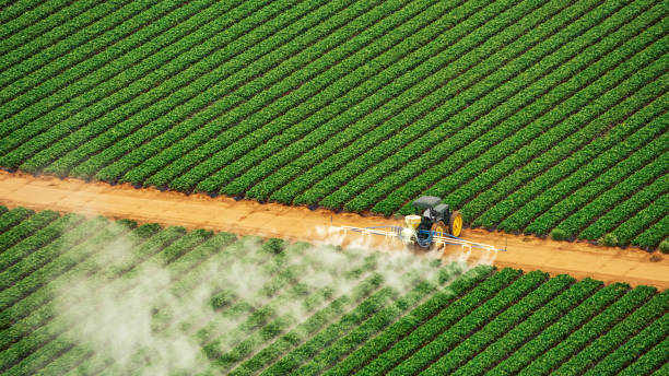 Best Pest Control Treatment  in Brownsville, LA