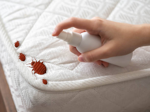 Best Mosquito Control Services  in Brownsville, LA